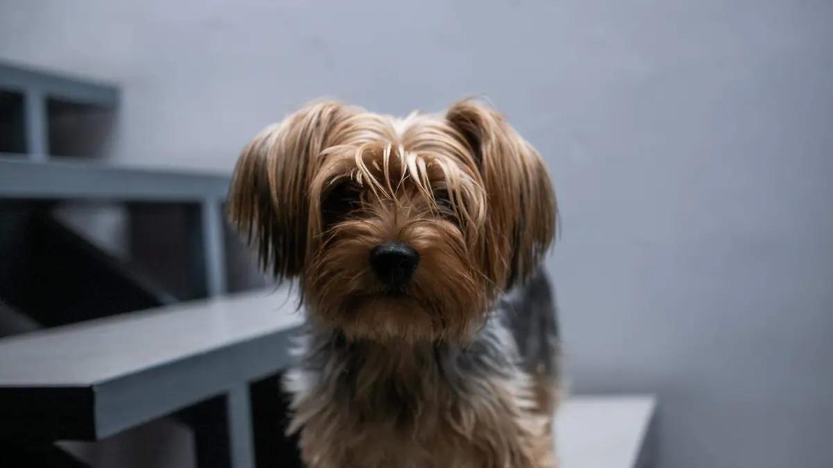 SLP tendría un “Día Estatal de la Protección y Cuidado Animal”
