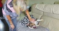 Dog owner 'traumatised' as exhausted pet dies when walker dumps it in 27C heat