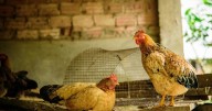 Por gripe aviar, Chile deja de importar pollos y huevos argentinos