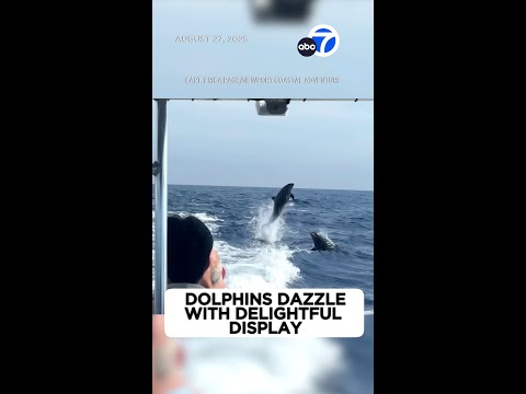 Marine biologists say this is rare behavior for bottlenose dolphins