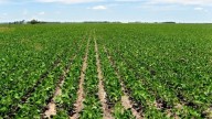 Biofortificación para la nutrición de los cultivos: “Es importante producir alimentos con un valor agregado”
