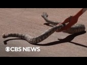 California residents learn to catch, save rattlesnakes