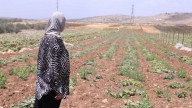 These West Bank Palestinian farmers are fighting for survival