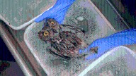 Local wildlife center gets owl out of sticky situation