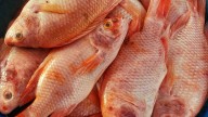 Florida’s 2025 Gulf private recreational red snapper season begins on Labor Day