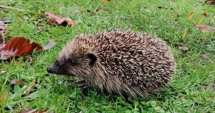Hunt for cruel thugs who tortured and set fire to hedgehog
