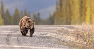 WATCH: Video appears to capture tourists chasing grizzly bear at national park