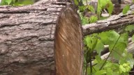 Is clearing Hurricane Helene debris ruining WNC creeks?