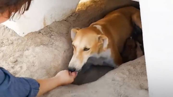 El conmovedor hallazgo junto a una perra abandonada en el desierto de Kuwait