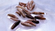 First human case of flesh-eating parasite is found in US - billions of flies will be dumped on entire state to battle it