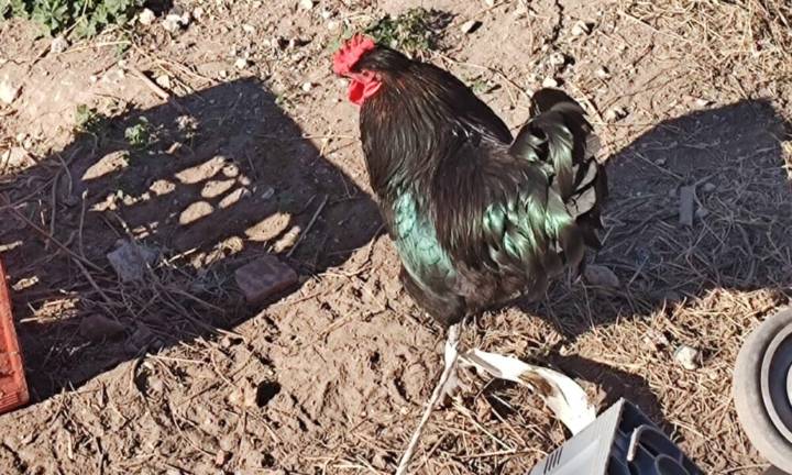Tras la revelación de La Brújula 24, allanan al chino acusado de torturar gallinas