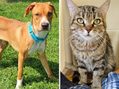 Pets of the week: Gizmo likes to play ball. Izzy can be a little spicy