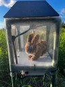 Robot rabbits the latest tool in Florida battle to control invasive Burmese pythons in Everglades