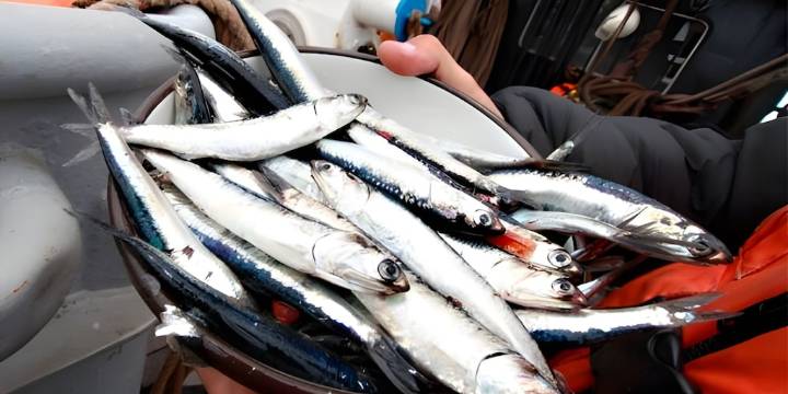 Sector pesca registró salto de 34,8% por mayor captura de anchoveta