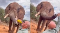 Un turista le dio cerveza a un elefante en un santuario de Kenia y fue criticado en redes