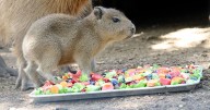 Nace capibara en Bioparque Estrella y roba el corazón de todos en redes sociales