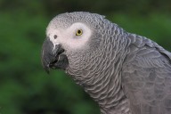 African gray parrots get complete protection in DR Congo