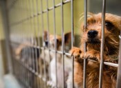 To save animals, counties must mobilize more volunteers