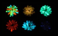 Suculenta brillante, la lámpara del futuro podría ser una planta