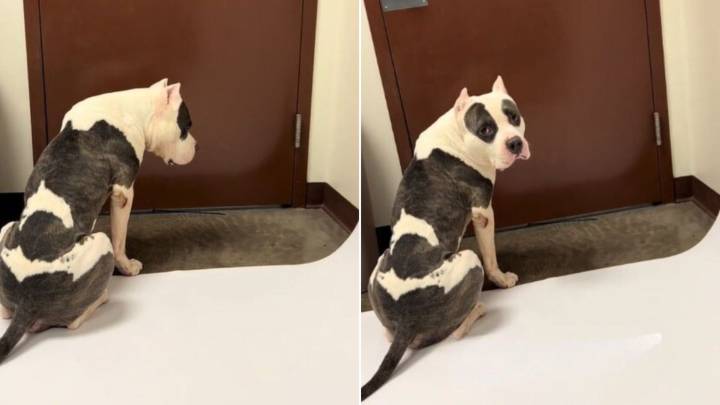 Hope Fades For Arizona Shelter Pup Until One Last Chance Appears