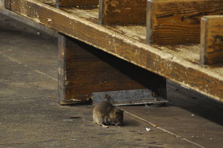With an unusually mild winter, there are more rats in MLT this summer