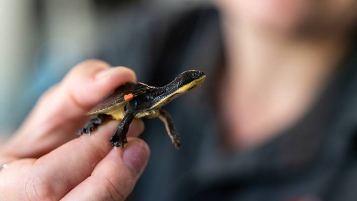 Teeny-Tiny Turtles The Size Of A 50p Coin Pass First Health Checks At Aussie Zoo