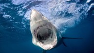 US tourist, 63, attacked by shark & airlifted to hospital in Bahamas after being mauled while spearfishing