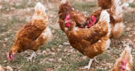¿Qué está pasando con las gallinas en Torrevieja?