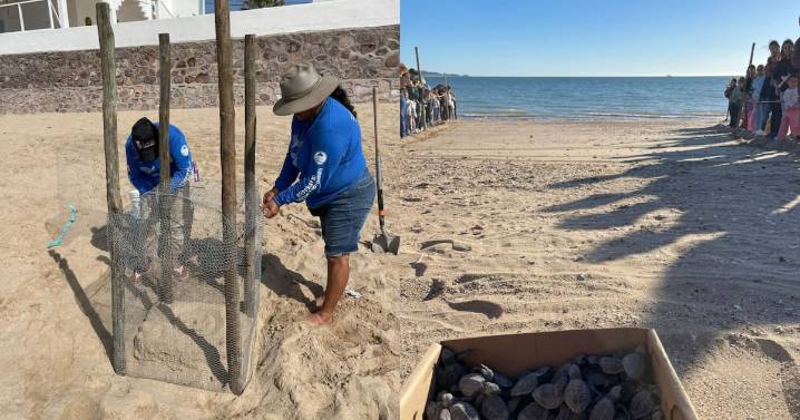 Llaman tortugueros a cuidar nidos en playas