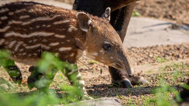 Meet the Houston Zoo's baby Baird's tapir