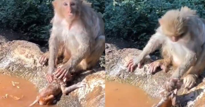 Así baña esta mamá mono a su bebé y causa furor en redes sociales