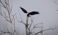 In the Quad Cities, project near eagle habitat divides community