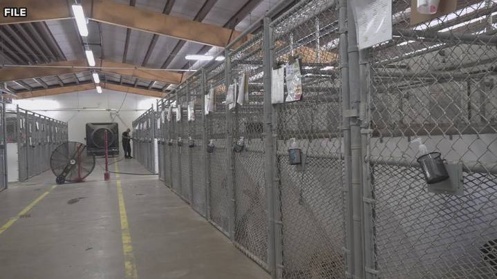 Bell County Commissioners approve new outreach coordinator position for animal shelter amid controversy
