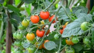 The Benefits Of Harvesting Your Tomatoes When They're Slightly Green