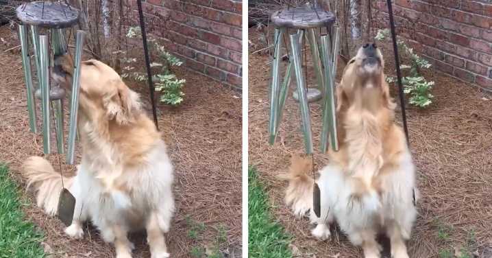 Golden Retriever ‘Plays’ Wind Chimes Every-Day And 'Sings Along' To Them