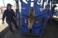 Acuerdan, ahora sí, regionalización sobre gusano barrenador