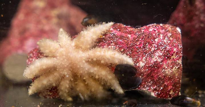 Researchers figure out what's caused devastating sea star epidemic