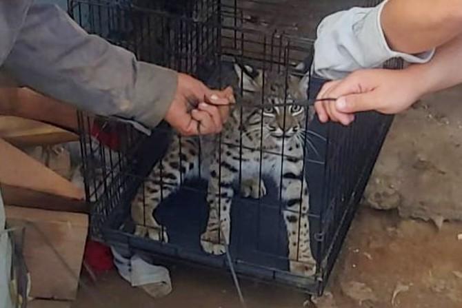 Capturaron un gato montés rumbo en el Exejido Chapultepec