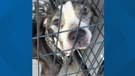 Southington rallies after pit bull abandoned in park
