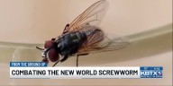 From the Ground Up: Relying on sterile flies