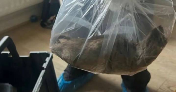 Capturan en Inglaterra una rata del tamaño de un gato: "Ya entran hasta las casas"