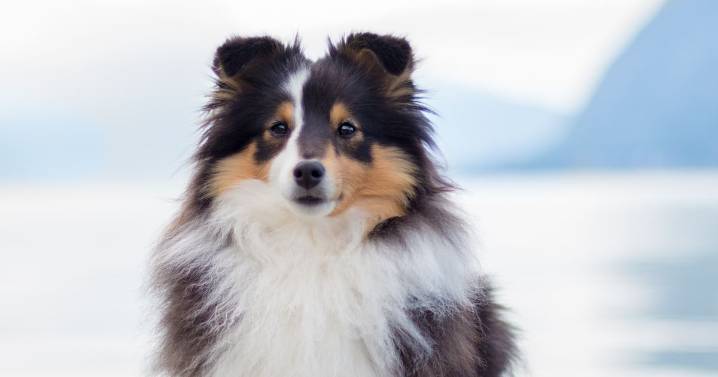 The 9 smartest dog breeds as Scots city crowned area with cleverest pooches