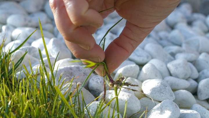 The Practical DIY Solution For Killing Weeds In Gravel (& How Well It Really Works)