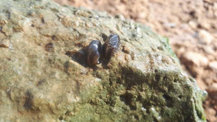 La Confederación del Júcar vigilará la almeja asiática, el mejillón cebra y otras 20 especie invasoras