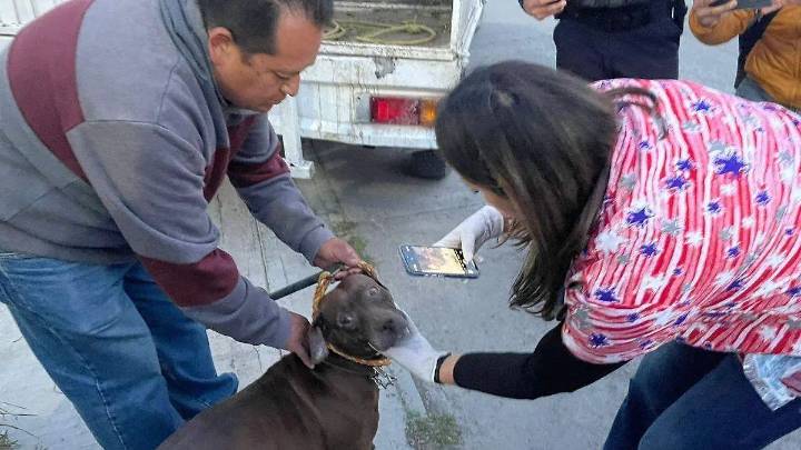 Mineral de la Reforma: Catean casa para rescatar a lomito