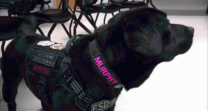 Norman police add new K-9 to the mix, able to find evidence that could be vital in internet crimes cases