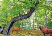 La conservación animal busca nuevos líderes en Indianápolis