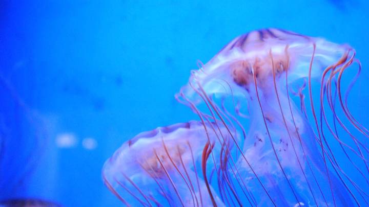 Jellyfish Infestation Forces Nuclear Plant To Shut Down