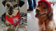 ¡Justicia en Bogotá! Dos personas son condenadas por maltrato animal