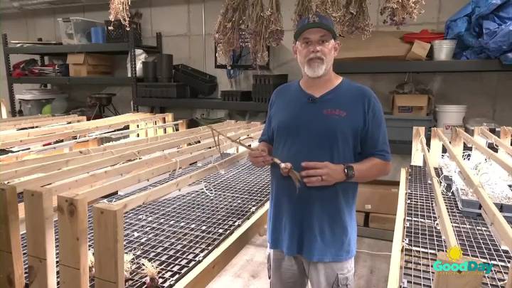 Growing, Eating and Educating with NanBop Farm: The key to growing good garlic
